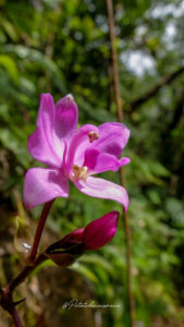 flore guadeloupe