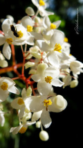 flore sauvage guadeloupe
